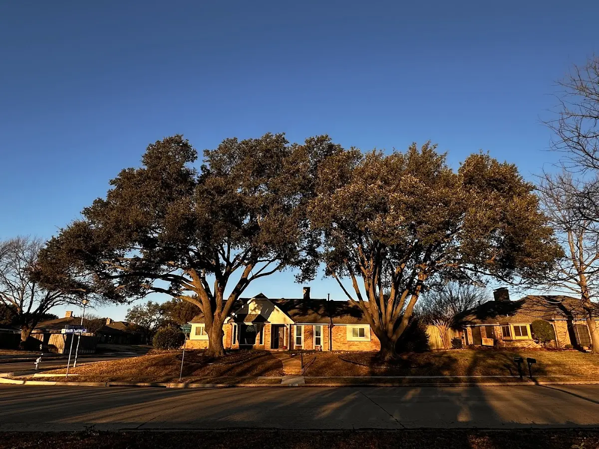 Established residential canopy tree shading a home in Brentwood