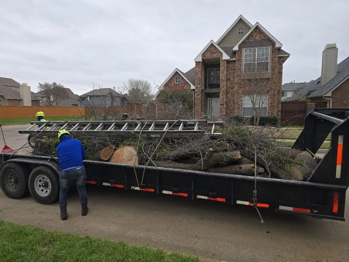 Expert Tree Removal with proper safety equipment in Brentwood